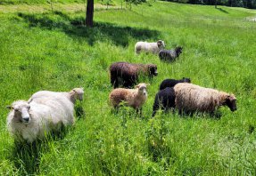 Moutons d'Ouessant au pâturage